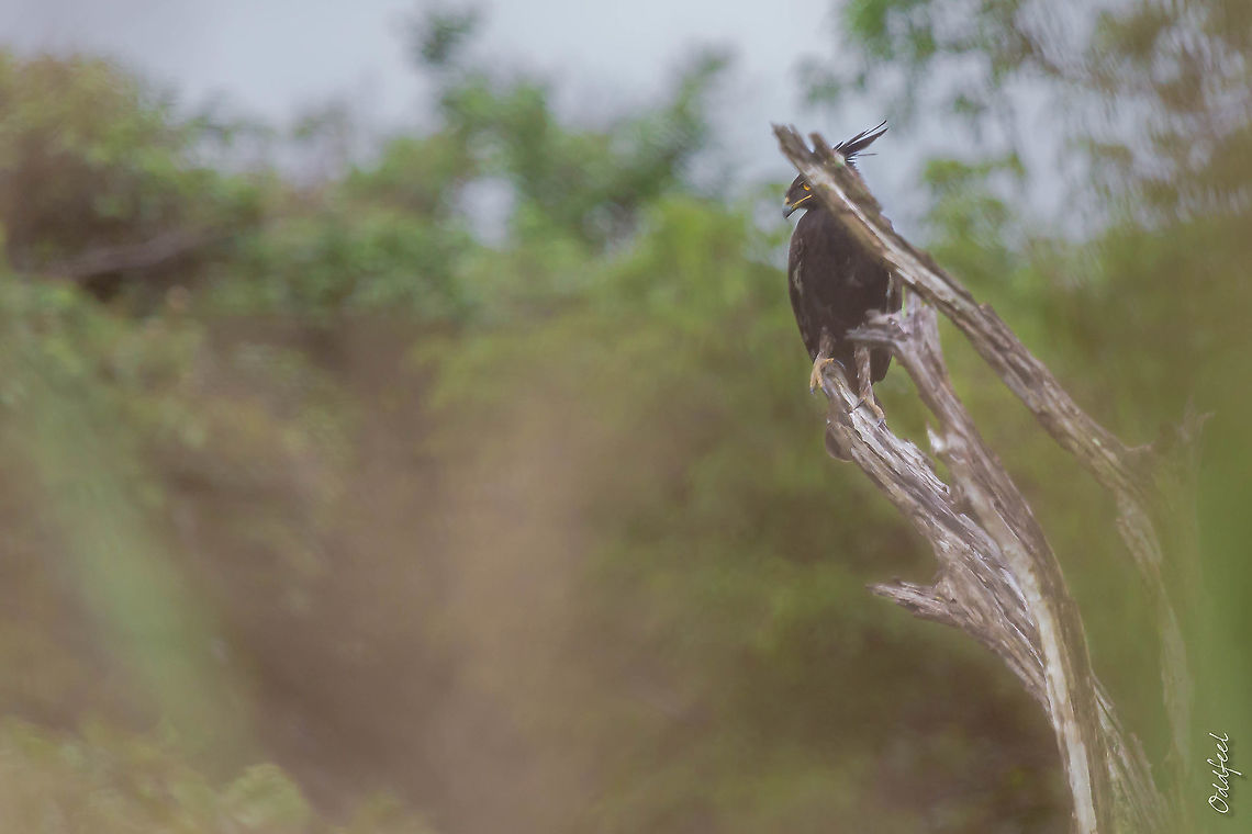 Aigle huppard Long-crested Eagle<br />
Lophaetus occipitalis - Aigle huppard<br />
<br />
Just for the sake of sharing that nice encounter, photo is not great, I will try my best next time!  Democratic Republic of the Congo,Geotagged,Long-crested Eagle,Lophaetus occipitalis,Spring