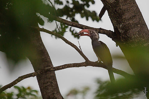 Calao couronn&eacute; Calao couronn&eacute;
Lophoceros alboterminatus - Crowned Hornbill (female) Crowned Hornbill,Democratic Republic of the Congo,Geotagged,Summer,Tockus alboterminatus