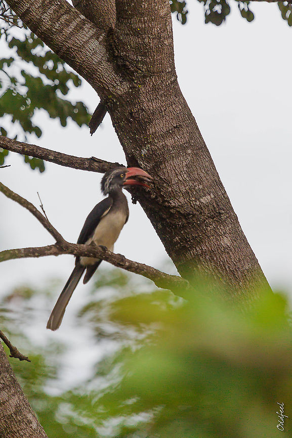 Calao couronn&eacute; Calao couronn&eacute;<br />
Lophoceros alboterminatus - Crowned Hornbill (female) Crowned Hornbill,Democratic Republic of the Congo,Geotagged,Summer,Tockus alboterminatus