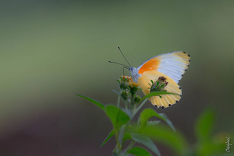 Common Dotted Border Common Dotted Border 
Mylothris agathina Democratic Republic of the Congo,Eastern dotted border,Geotagged,Mylothris agathina,Summer