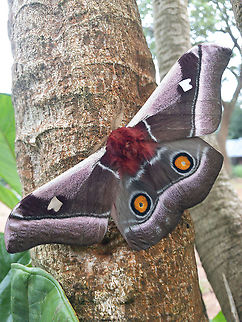Bunaea alcinoe  Bunaea alcinoe,Cabbage tree emperor moth,Democratic Republic of the Congo,Geotagged,Summer