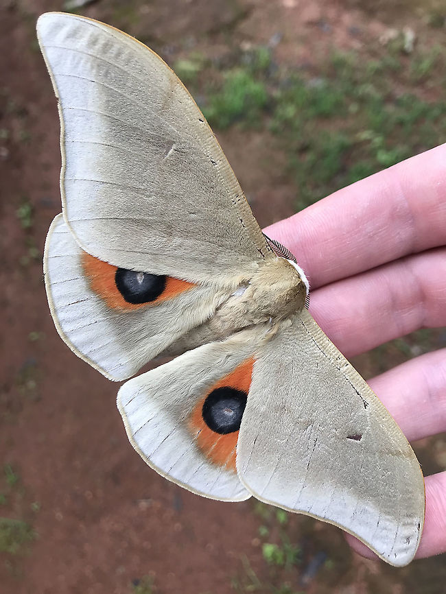 Pseudobunaea pallens (Sonthonnax, 1899) Democratic Republic of the Congo,Geotagged,Pseudobunaea pallens,Summer