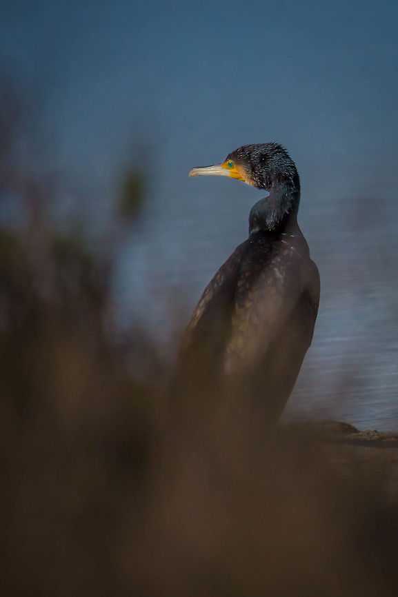 Grand Cormoran  France,Geotagged,Great Cormorant,Phalacrocorax carbo,Winter