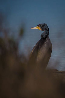 Grand Cormoran  France,Geotagged,Great Cormorant,Phalacrocorax carbo,Winter