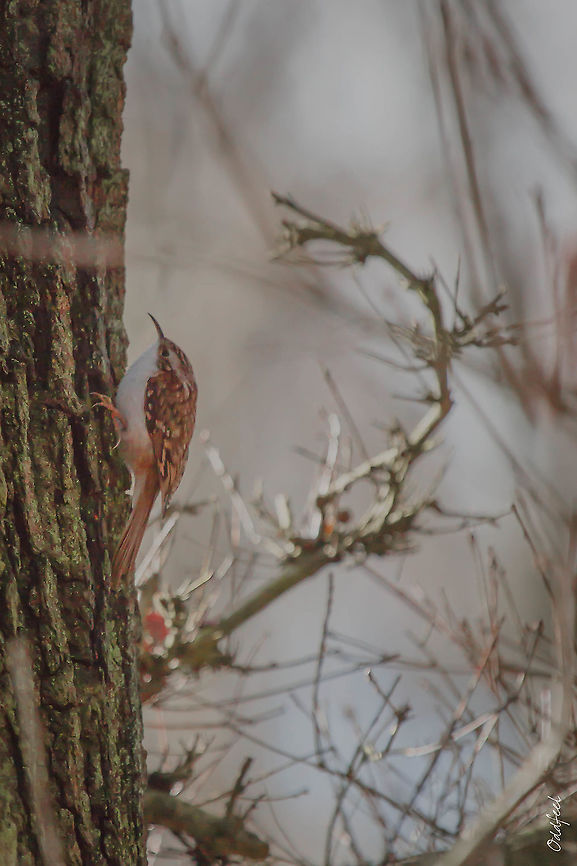 Eurasian Treecreeper Grimpereau des bois<br />
Certhia familiaris - Eurasian Treecreeper Certhia familiaris,Eurasian treecreeper,Geotagged,United Kingdom,Winter