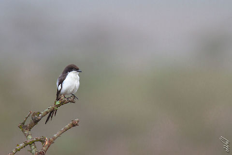 Long-tailed Fiscal, Kenya  Geotagged,Kenya,Lanius humeralis,Northern fiscal,Spring