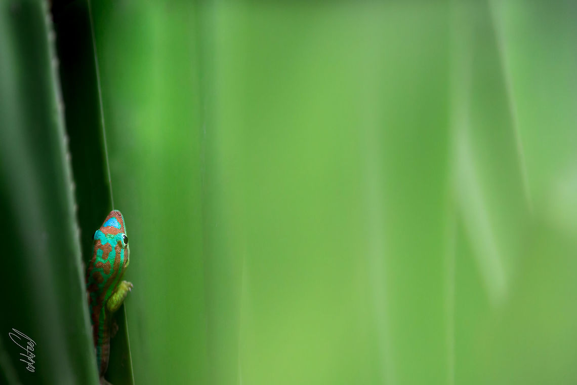 Phelsume orn&eacute; de l'&icirc;le Maurice Mauritius ornate day gecko Geotagged,Mauritius,Mauritius ornate day gecko,Phelsuma ornata,Spring