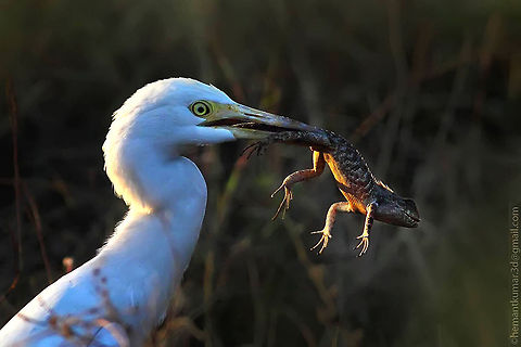 Cattle egret Cattle egret with kill oriental garden lizard  Bubulcus ibis,Cattle Egret,Egretta garzetta,Geotagged,India,Little Egret