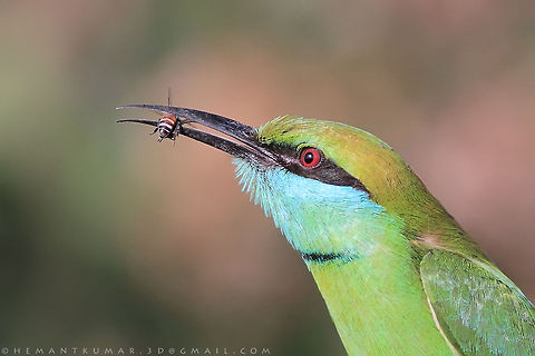 Green Bee-eater  Geotagged,Green Bee-eater,India,Merops orientalis,bee,bird