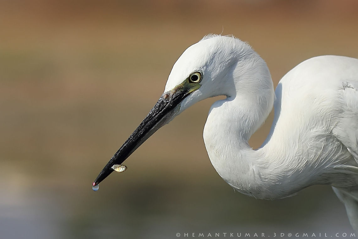 Little egret shot with 100 mm macro lens Egretta garzetta,Little Egret