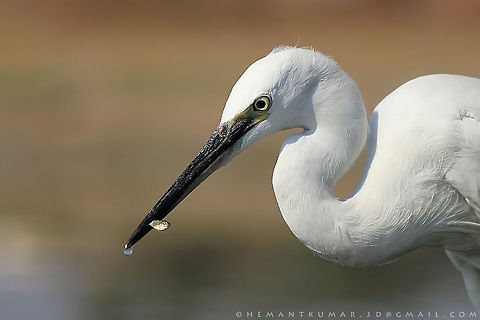 Little egret shot with 100 mm macro lens Egretta garzetta,Little Egret