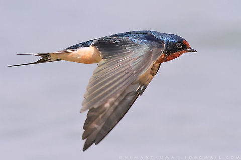 Barn swallow  Barn swallow,Geotagged,Hirundo rustica,India