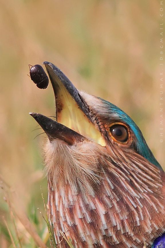 Indian roller tossing the dung-beetal  Coracias benghalensis,Indian Roller,Indian roller,beetal,bird,food