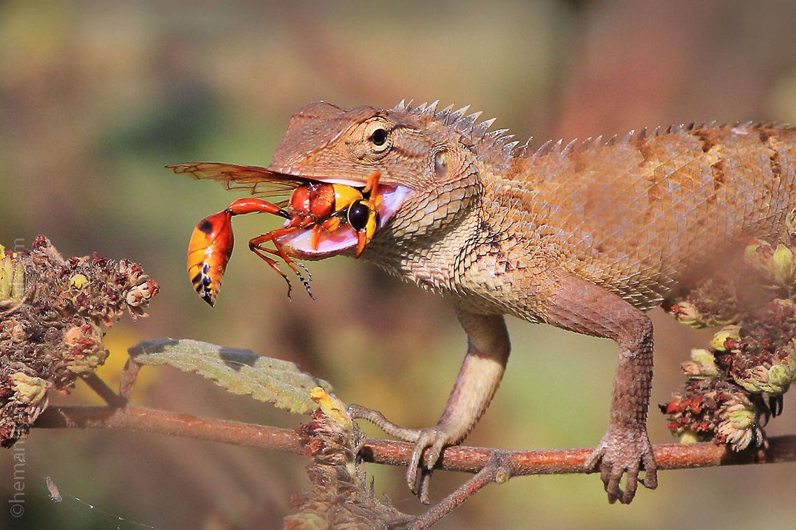 Oriental garden lizard  Oriental garden lizard with potter-wasp kill Geotagged,India,Oriental garden lizard,potter wasp