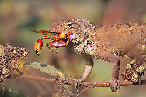 Oriental garden lizard  Oriental garden lizard with potter-wasp kill Geotagged,India,Oriental garden lizard,potter wasp