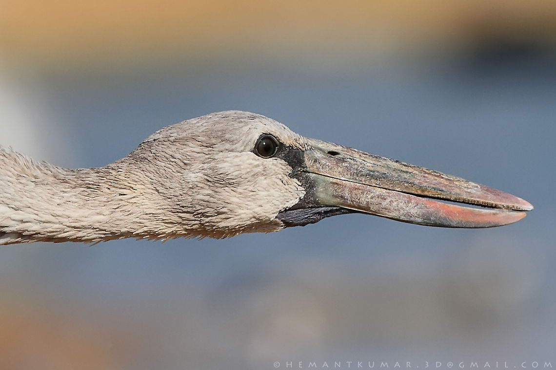 Asian openbill  Anastomus oscitans,Asian Openbill,Geotagged,India,bird,flight,nature,open billed stork