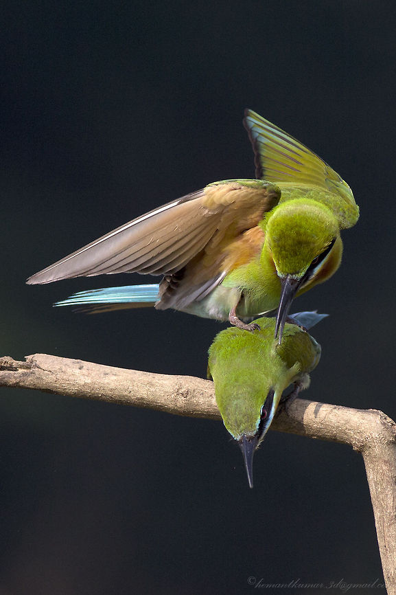 The Blue-tailed Bee-eater mating  Blue-tailed Bee-eater,Geotagged,India,Merops philippinus