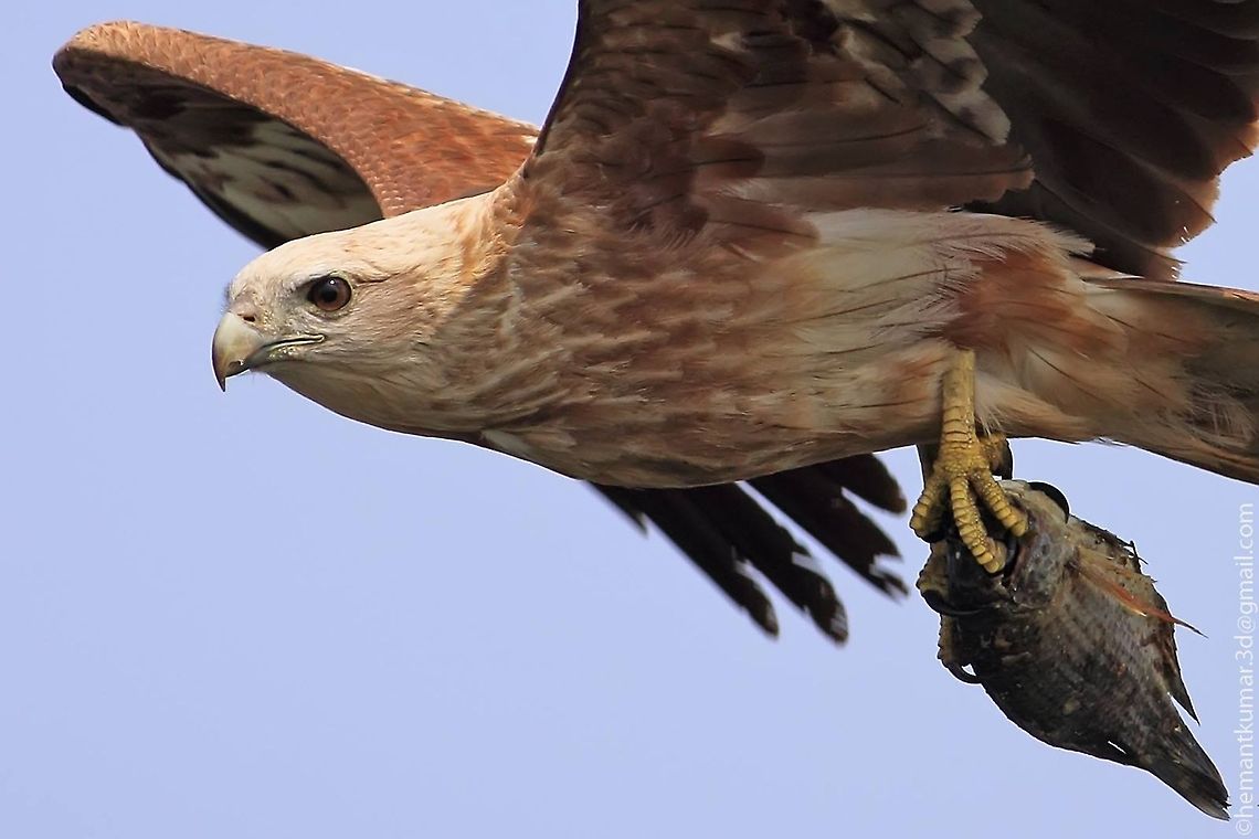 Brahminy kite(juv)  Brahminy Kite,Haliastur indus