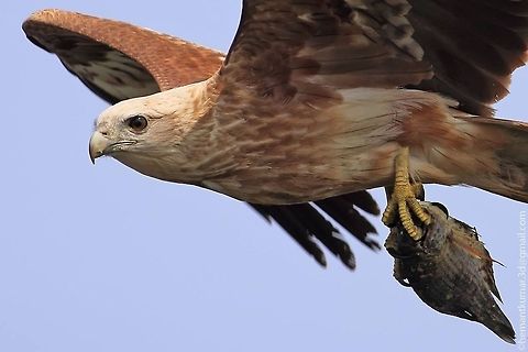 Brahminy kite(juv)  Brahminy Kite,Haliastur indus