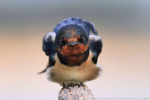 Barn Swallow  Barn swallow,Geotagged,Hirundo rustica,India