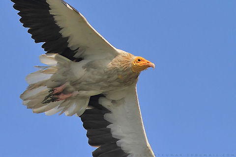 Egyptian vulture  Egyptian Vulture,Geotagged,India,Neophron percnopterus