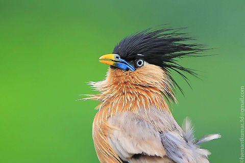 Brahminy starling  Brahminy Starling,Geotagged,India,Sturnia pagodarum