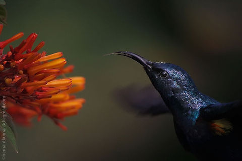 Purple sunbird  Cinnyris asiaticus,Purple sunbird