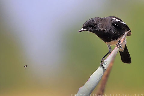 Pied bush chat ♂  Pied Bush Chat,Saxicola caprata