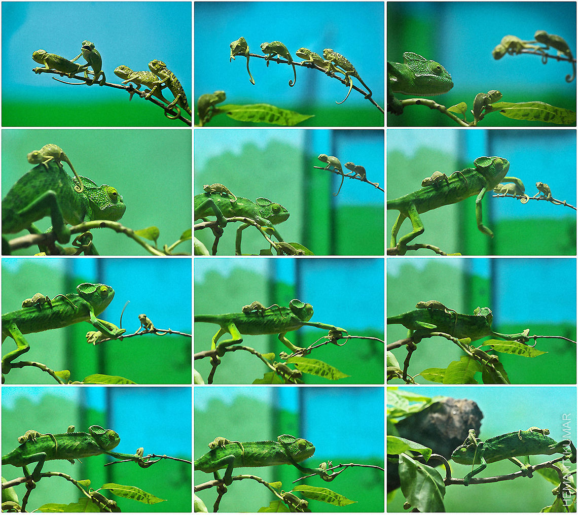 indian chameleon indian chameleon parental care <br />
read the visual and enjoy the story...:)  Chamaeleo zeylanicus,Indian chameleon