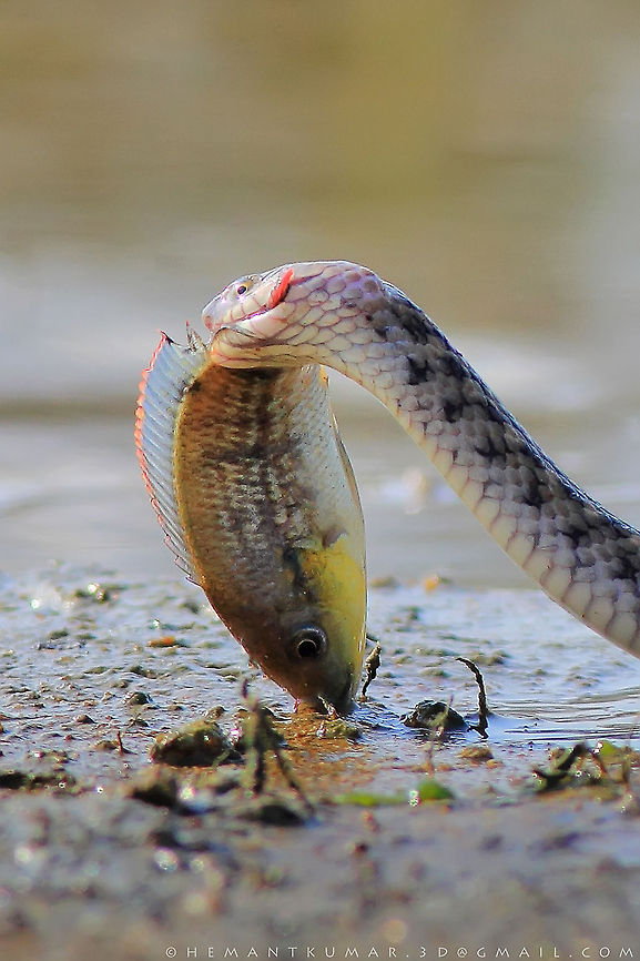 Checkered keelback Checkered keelback with a big meal Checkered keelback,Geotagged,India,Xenochrophis piscator,fish,reptile,snake
