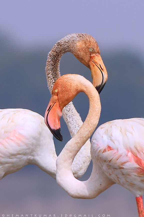 Gretaer Flamingos  Geotagged,Gretaer Flamingos,India,bird,hyderabad,pair,red