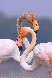 Gretaer Flamingos  Geotagged,Gretaer Flamingos,India,bird,hyderabad,pair,red