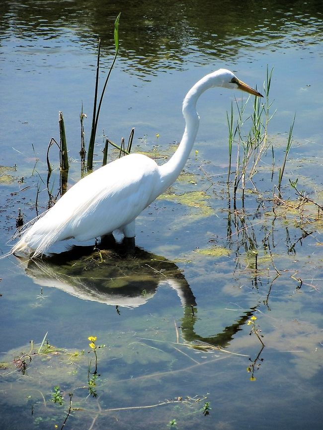 Great Egret reflection Egret looking for food Ardea alba,Bird,Egret,Geotagged,Great Egret,Great egret,Spring,United States,great white egret