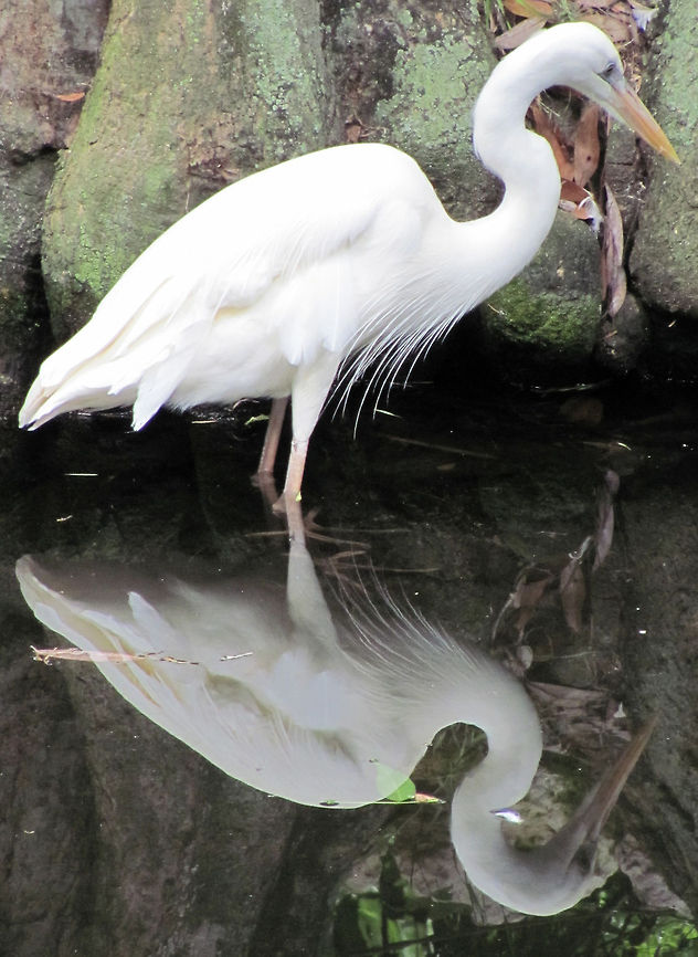 Reflection Great Egret looking for food along stream bank                        Ardea alba,Egret,Great egret,great egret,white,white egret