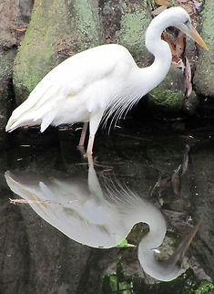 Reflection Great Egret looking for food along stream bank                        Ardea alba,Egret,Great egret,great egret,white,white egret