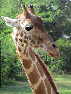 Giraffe Head of Giraffe Africa,Geotagged,Giraffa camelopardalis,Giraffe,South Africa,Spring,United States,giraffe head