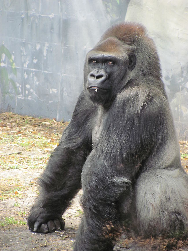 Gorilla Gorilla sitting in enclosure at zoo Geotagged,Gorilla,Gorilla beringei beringei,Gorilla gorilla,Mountain gorilla,Spring,United States,Western gorilla,africa