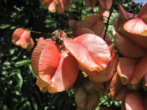 Koelreuteria sp.  Geotagged,Koelreuteria elegans,Summer,United States