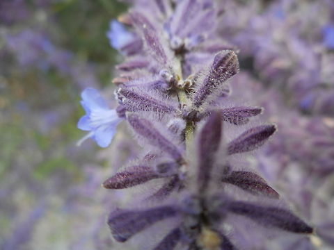 Purple lilac bush This is Close up picture of  a lilac bush , that i got during august, i really love how the colors came out
