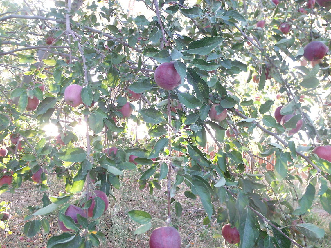 Apple trees This is a picture of an apple tree i got during the summer , I&#039;m not proud of the lighting but besides that i really like it. Apple,Malus domestica