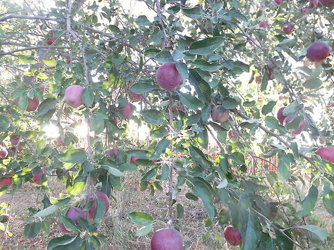 Apple trees This is a picture of an apple tree i got during the summer , I'm not proud of the lighting but besides that i really like it. Apple,Malus domestica