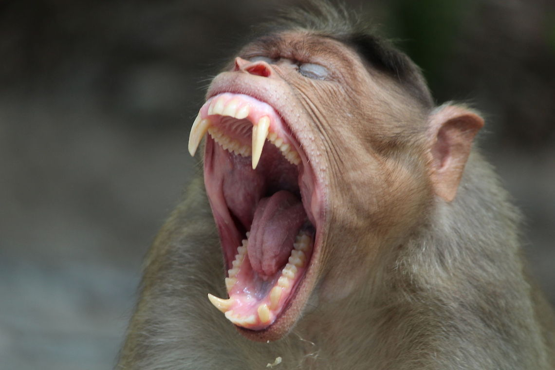 BEST MOMENT  Bonnet macaque,Macaca radiata