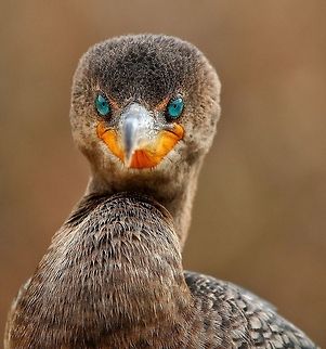 Direct eye contact with a cormorant A group of double-crested cormorants regularly fish within a half mile from my Florida house.  Over time, by slowly approaching them, they have accepted my very close presence to the point that they will turn their back on me when I am within touching distance.  I think their eyes are mesmerizing so my mission here was to capture those eyes by using a narrow DOF to bring the viewer's eyes directly to the eyes of the bird. Double-crested Cormorant,Phalacrocorax auritus,birds,cormorant,double-crested cormorant,fishing birds,shore birds,swimming birds,water birds