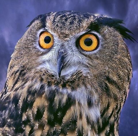 Portrait of a Eurasian Eagle Owl The largest and arguably the most spectacular of the owl species.  I find these guys totally amazing their their blazing, bright eyes. Bubo bubo,Eurasian Eagle-Owl,birds,birds of prey,eagle owl,eurasian eagle owl,owl,raptors