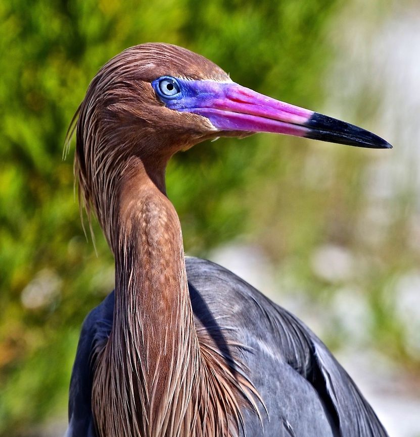 Reddish egret I had heard that this reddish egret regularly fished in a certain spot on the Gulf-of-Mexico and one day I made the trip hoping to find him.  I found him fishing and displaying his full, incredibly beautiful breeding plumage and was able to get numerous static and action shots of this spectacular, colorful birds. Egretta rufescens,Reddish Egret,birds,egret,fishing birds,reddish egret,shore birds,wading birds