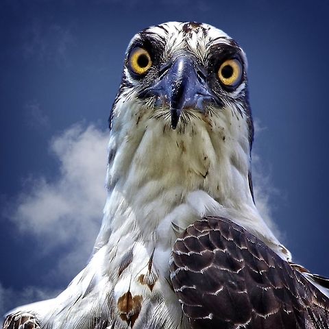 You looking at me pal? Serious eye contact with an osprey.  I love getting direct eye contact shot with various species. Osprey,Pandion haliaetus,bird,birds of prey,fish eating birds,osprey,raptors,sea eagle