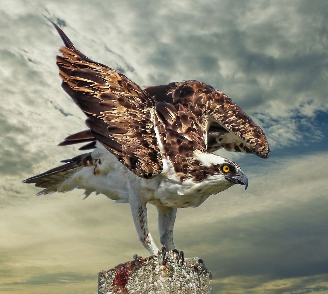 Osprey landing on a post I captured this shot just as this osprey touched down on this post. Osprey,Pandion haliaetus,birds,birds of prey,fishing birds,osprey,raptors,sea eagle