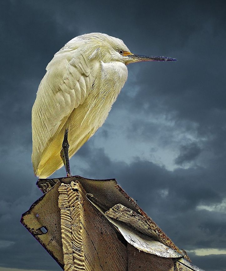 Egret on a shed A shot of a snowy egret standing on the edge of the roof on an old shed adjacent to the beach Egretta thula,Snowy Egret,birds,egret,shore birds,snowy egret,wading birds,water birds