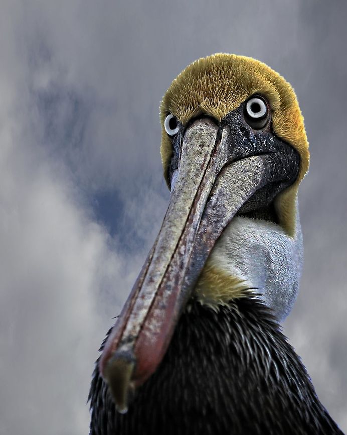 Pelican with attitude This guy was following me around the beach the other day and I not only love the species (brown pelican), but love their eyes. I went for a perspective that capturing him looking at me with what appears to be serious attitude, but he couldn't have been sweeter! Brown Pelican,Pelecanus occidentalis,brown pelican,fish eating birds,large birds,pelican,shore birds,swimming birds,water birds