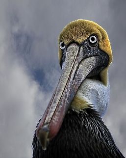 Pelican with attitude This guy was following me around the beach the other day and I not only love the species (brown pelican), but love their eyes.  I went for a perspective that capturing him looking at me with what appears to be serious attitude, but he couldn't have been sweeter! Brown Pelican,Pelecanus occidentalis,brown pelican,fish eating birds,large birds,pelican,shore birds,swimming birds,water birds